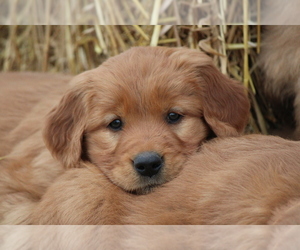 Golden Irish Puppy for Sale in LOYAL, Wisconsin USA