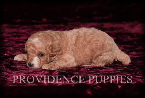 Medium Photo #5 Poodle (Miniature) Puppy For Sale in COPPOCK, IA, USA