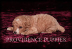Small Photo #5 Poodle (Miniature) Puppy For Sale in COPPOCK, IA, USA