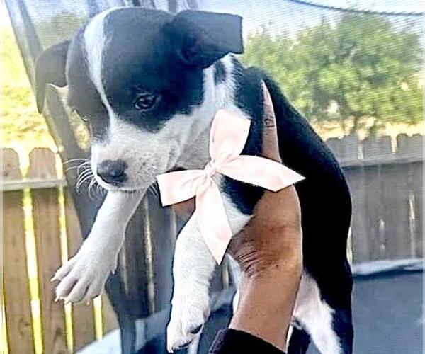 Medium Photo #1 Chihuahua-Unknown Mix Puppy For Sale in Houston, TX, USA
