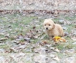 Small Photo #9 Goldendoodle Puppy For Sale in MILFORD, MI, USA