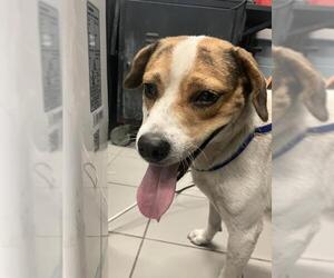 German Shepherd Dog-Unknown Mix Dogs for adoption in Corpus Christi, TX, USA