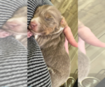 Puppy Aria Beagle