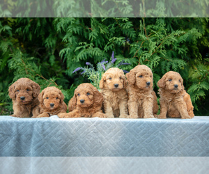 Goldendoodle (Miniature) Litter for sale in BREMEN, IN, USA