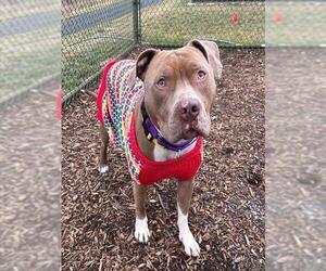 American Pit Bull Terrier Dogs for adoption in Waterford, VA, USA