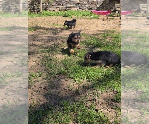 Medium Photo #1 Yorkshire Terrier Puppy For Sale in HUDDLESTON, VA, USA