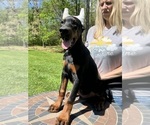 Small Photo #4 Doberman Pinscher Puppy For Sale in NEWTON, NC, USA