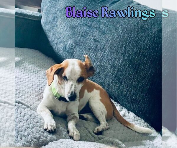 Medium Photo #4 Doxle Puppy For Sale in San Antonio, TX, USA