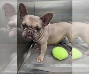 French Bulldog Dogs for adoption in Tracy, CA, USA