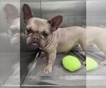 REBECCA - Female French Bulldog Dog for Adoption - Small photo