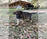 Small Photo #7 German Shepherd Dog Puppy For Sale in GRAND ISLAND, FL, USA