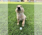 Small Photo #2 Golden Retriever Puppy For Sale in PEGGS, OK, USA