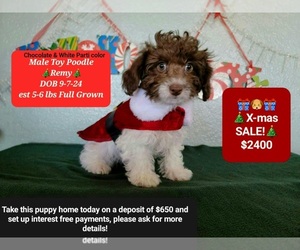 Poodle (Toy) Puppy for sale in TUCSON, AZ, USA