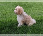Small Photo #3 Cavachon Puppy For Sale in FREDERICKSBURG, OH, USA