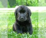 Small #4 Labrador Retriever