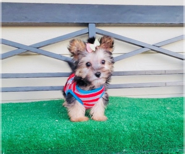 Medium Photo #4 Morkie Puppy For Sale in SANTA CLARITA, CA, USA