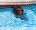 Small #1 Labrador Retriever