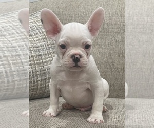 French Bulldog Puppy for Sale in NEW BRITAIN, Connecticut USA