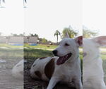 Small #2 American Pit Bull Terrier-Bull Terrier Mix