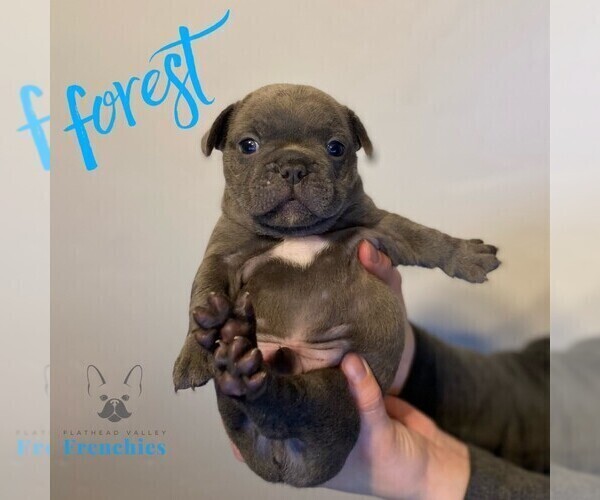 Medium Photo #1 French Bulldog Puppy For Sale in SOMERS, MT, USA