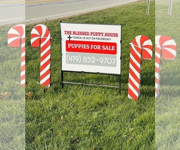 Medium Photo #16 Pyredoodle Puppy For Sale in MINSTER, OH, USA