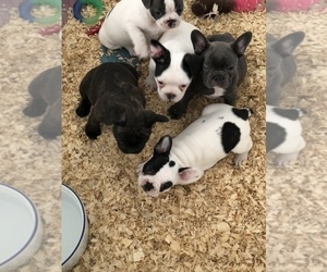 French Bulldog Puppy for sale in YORK, ME, USA