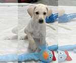 Small #3 Labrador Retriever Mix