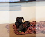 Small Photo #7 Great Dane Puppy For Sale in Bullard, TX, USA