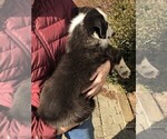 Small #5 German Shepherd Dog