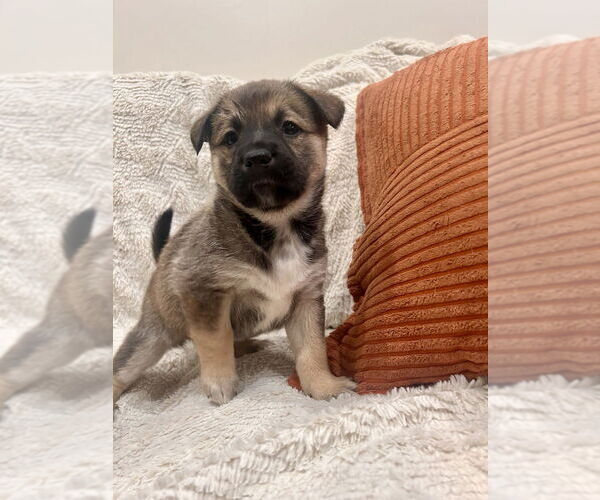 Medium Photo #1 German Shepherd Dog-Unknown Mix Puppy For Sale in Lakewood, CO, USA