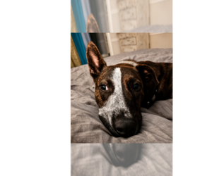 Stripe - Male Mutt Dog for Adoption - Photo #16