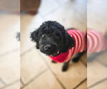Small #6 Poodle (Miniature) Mix