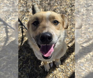 Mutt Dogs for adoption in Las Vegas, NM, USA