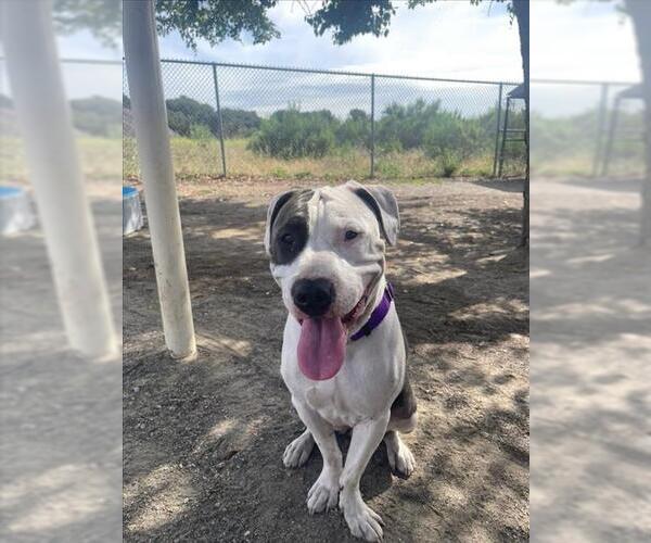 Medium Photo #2 Mutt Puppy For Sale in Santa Maria, CA, USA