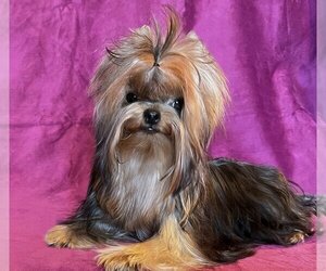 Yorkshire Terrier Puppy for sale in ROANOKE, VA, USA