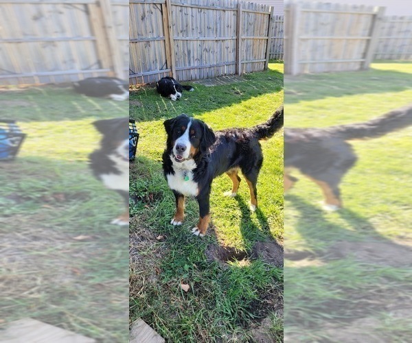 Medium Photo #2 Bernese Mountain Dog Puppy For Sale in LANSING, MI, USA
