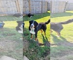Small #1 Bernese Mountain Dog