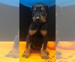 Small Photo #2 Doberman Pinscher Puppy For Sale in SAINT LOUIS, MO, USA