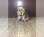 Puppy 1 Yorkshire Terrier