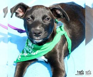 Labrador Retriever-Unknown Mix Dogs for adoption in Washington, DC, USA