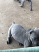 Small Photo #4 Cane Corso Puppy For Sale in AMARILLO, TX, USA