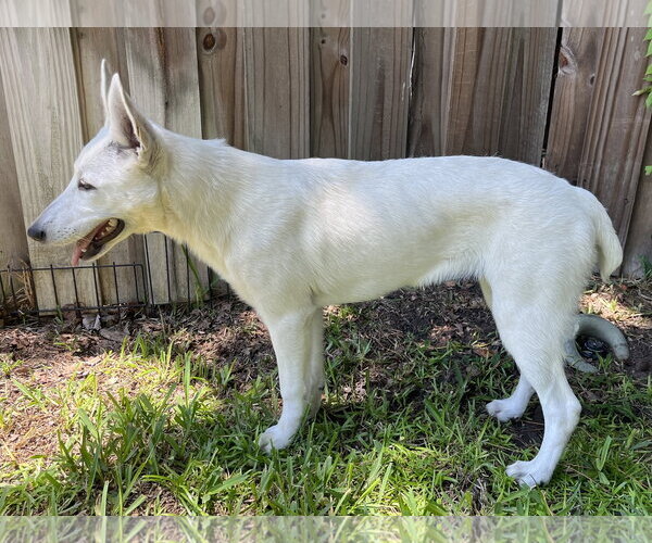 Medium Photo #3 - Mix Puppy For Sale in Hoffman Estates, IL, USA