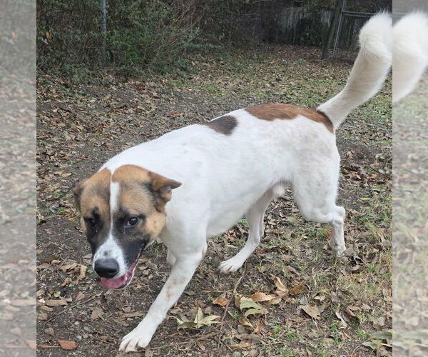 Medium Photo #2 Akita-Collie Mix Puppy For Sale in Anniston, AL, USA