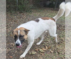 Odin - Male Akita-Collie Mix Dog for Adoption - Photo #2