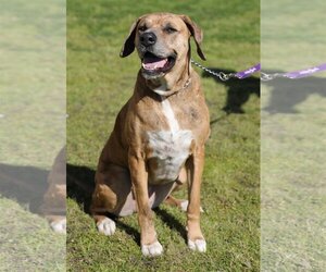 Catahoula Leopard Dog-Unknown Mix Dogs for adoption in Denton, TX, USA