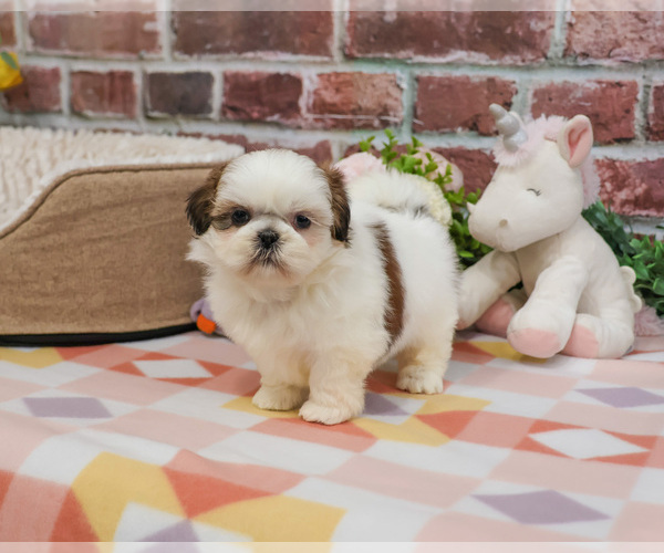 Medium Photo #3 Shih Tzu Puppy For Sale in SYRACUSE, IN, USA