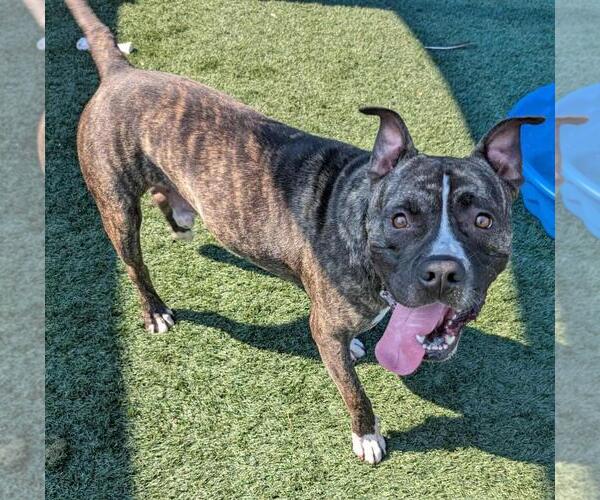 Medium Photo #8 American Pit Bull Terrier-Labrador Retriever Mix Puppy For Sale in Rockwall, TX, USA