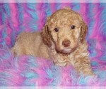 Image preview for Ad Listing. Nickname: apricot