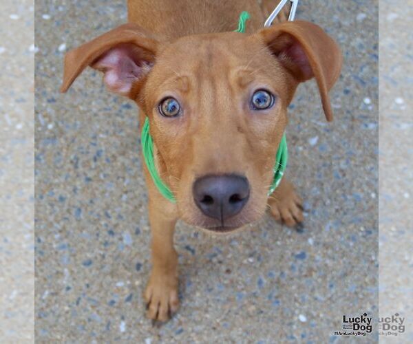 Medium Photo #1 Labrador Retriever-Retriever  Mix Puppy For Sale in Washington, DC, USA