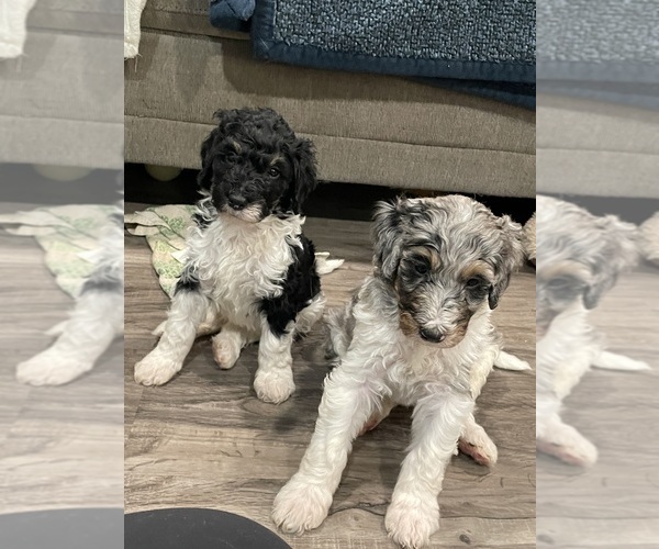 Medium Photo #1 Bernedoodle Puppy For Sale in ZEELAND, MI, USA